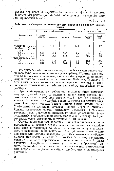 Из приведенных данных видно, что разные виды овсюга одинаково чувствительны к авадексу и карбину. Помимо упомянутых видов овсюга и пшеницы, в опытах были овсюг длинноплодный и толстоплодный и сорта пшеницы Бабило и Турцикум 1. Эти виды овсюга не отличались по чувствительности к гербицидам от упомянутых в таблице (их гибель колебалась от 80 до 93%).