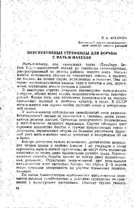 Быстро растущие, сильно ветвящиеся, достигающие нескольких метров длины и глубоко (свыше 1 м) уходящие в почву корневища мать-и-мачехи практически не мЪгут быть полностью извлечены из почвы даже применением ручного труда. Агротехнические способы борьбы далеко не всегда дают положительный результат. Отрастание поврежденной при культивации мать-и-мачехи идет настолько быстро, что спустя 2—3 недели после прополки засоренность на участке превышает первоначальную.