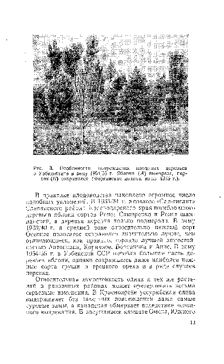 В практике плодоводства накоплено огромное число подобных уклонений. В 1933/34 г. в совхозе «Сад-гигант» Славянского района Краснодарского края погибло много деревьев яблони сортов Ренет Снмиренко и Ренет шампанский, а деревья персика только подмерзли. В зиму 1939/40 г. в средней зоне относительно нежный сорт Осеннее полосатое сохранился значительно лучше, чем отличающиеся, как правило, гораздо лучшей зимостойкостью Антоновка, Коричное, Боровинка и Анис. В зиму 1954/55 г. в Узбекской ССР погибла большая часть деревьев яблони, однако сохранились даже наиболее нежные сорта груши и грецкого ореха и в ряде случаев персика.