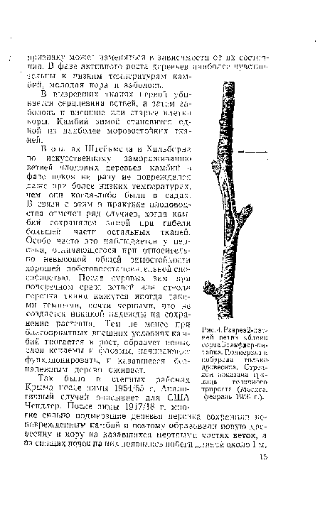 Так было в степных районах Крыма после зимы 1954/55 г. Аналогичный случай описывает для США Чендлер. После зимы 1917/18 г. многие сильно подмерзшие деревья персика сохранили неповрежденным камбий и поэтому образовали новую древесину и кору на казавшихся мертвыми частях веток, а из спящих почек на них появились побеги длиной около 1 м.