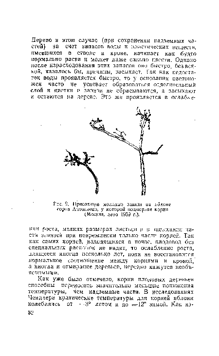 Р::с. 9. Присохшие молодые завязи на яблоне сорта Антоновка, у которой подмерзли корни (Москва, лето 1939 г.).