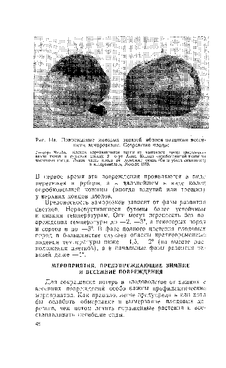 В первое время эти повреждения проявляются в виде перетяжек и рубцов, а в дальнейшем в виде колец опробковевшей кожицы (иногда вздутий или трещин) у верхних концов плодов.