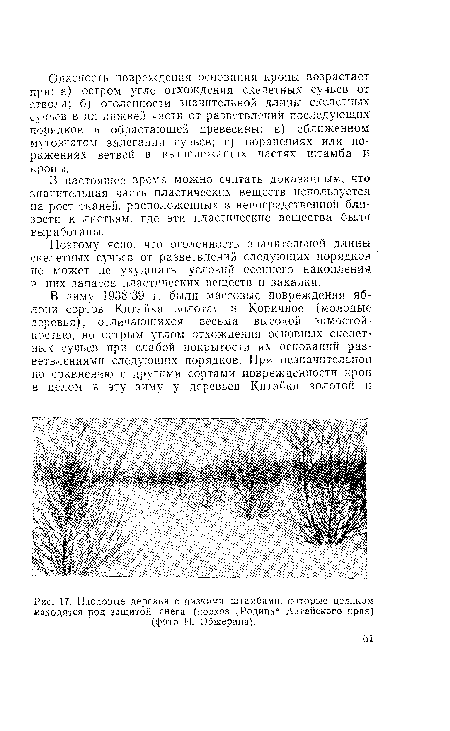 Поэтому ясно, что оголенность значительной длины скелетных сучьев от разветвлений следующих порядков не может не ухудшать условий осеннего накопления в них запасов пластических веществ и закалки.