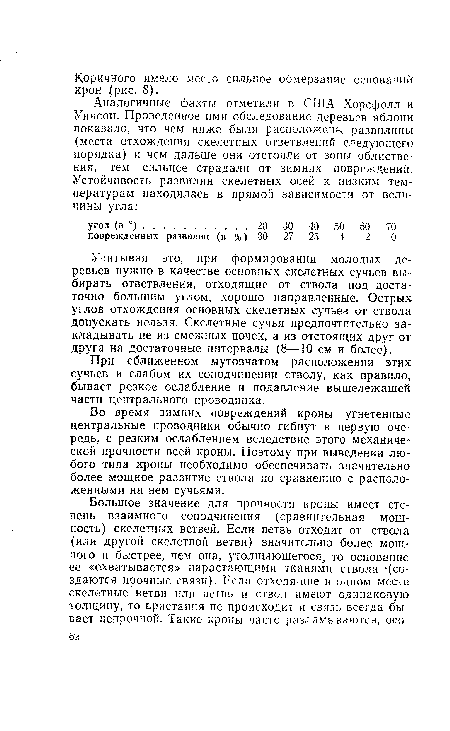 При сближенном мутовчатом расположении этих сучьев и слабом их соподчинении стволу, как правило, бывает резкое ослабление и подавление вышележащей части центрального проводника.