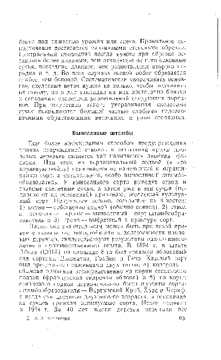 Еще более эффективным способом предупреждения зимних повреждений стволов и оснований кроны плодовых деревьев является так называемая двойная прививка. При этом на первоначальный подвой (в его корневую шейку) прививается не намеченный к выращиванию сорт, а специальный, особо выносливый штамбо-образователь. У выносливого сорта выводят ствол и главные скелетные сучья, а затем уже в эти сучья (недалеко от их оснований) прививают желаемый культурный сорт. Получается дерево, состоящее из 3 частей: Г) корни — собственно подвой (обычно сеянец), 2) ствол и основания кроны — выносливый сорт-штамбообра-зователь и 3) крона — выбранный к культуре сорт.