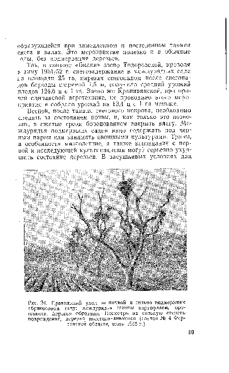 Так, в совхозе «Билки» звено Тодоровской, проводя в зиму 1951/52 г. снегозадержание в междурядьях сада на площади 25 га, нарезая снегопахом после снегопадов борозды шириной 1,5 м, получило средний урожай-плодов 124,6 ц с 1 га. Звено же Кропивянской, при прочей одинаковой агротехнике, не проводило этого мероприятия и собрало урожай на 13,4 ц с 1 га меньше.