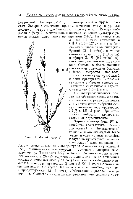 Мышей зеленый