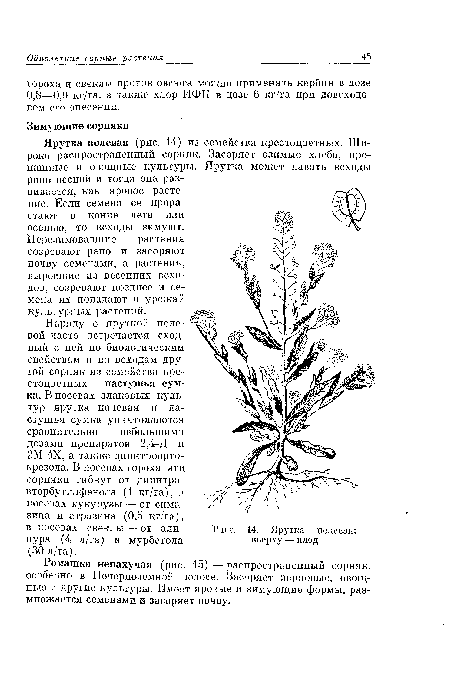 Ярутка полевая (рис. 14) из семейства крестоцветных. Широко распространенный сорняк. Засоряет озимые хлеба, пропашные и овощные культуры. Ярутка может давать всходы рано весной и тогда она развивается, как яровое растение. Если семена ее прорастают в конце лета или осенью, то всходы зимуют.