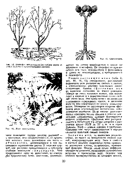 Лист папоротника.