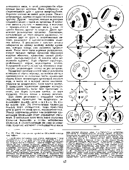 Схема поведения хромосом «условной» клетки при мейозе.