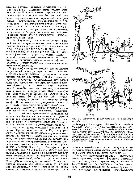 Жизненные формы растений по Раункиеру (схема)