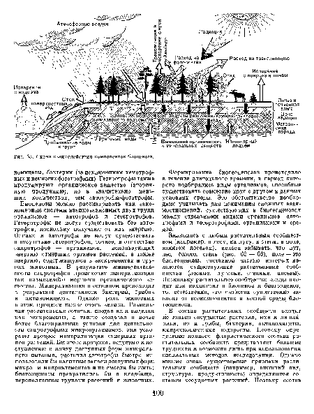 Схема взаимодействия компонентов биоценоза.