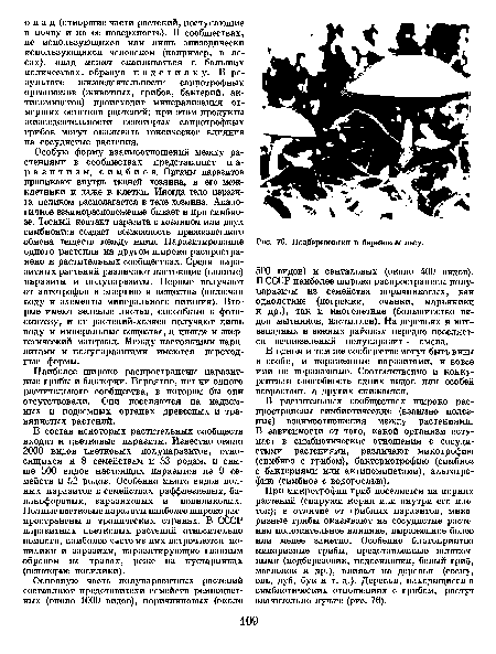 Подберезовики в березовом лесу.