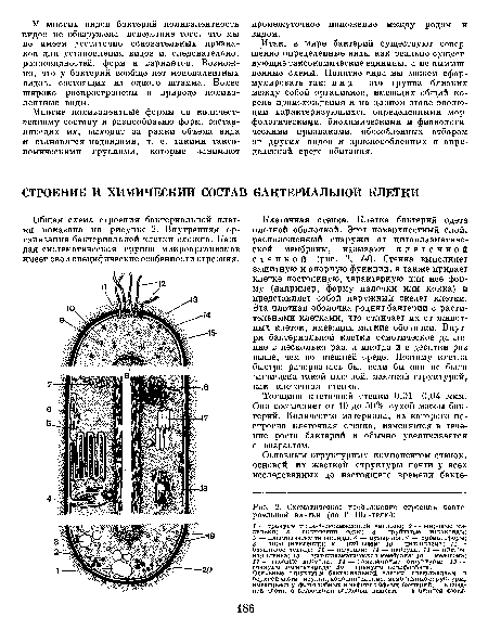 Схематическое изображение строения бактериальной клетки (по Г. Шлегелю)