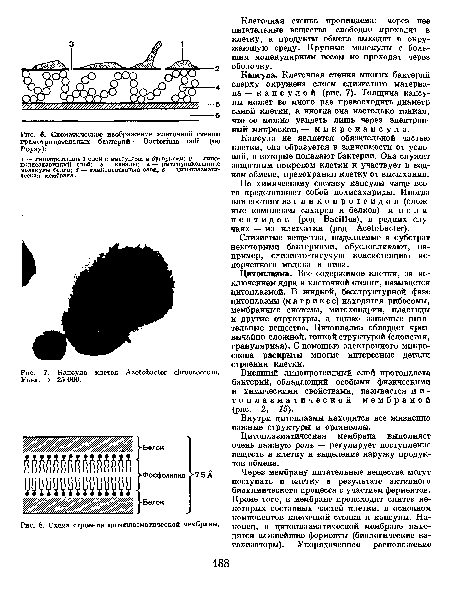 Схема строения цитоплазматической мембраны.