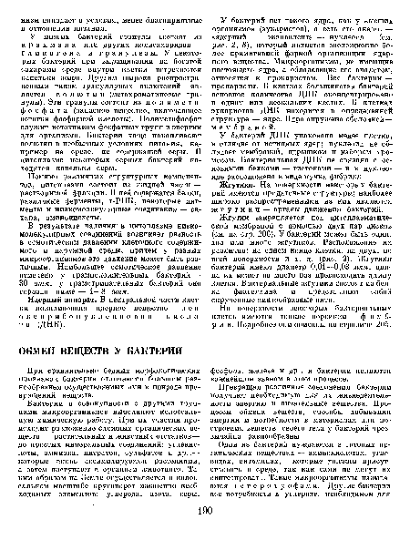 У бактерий нет такого ядра, как у высших организмов (эукариотов), а есть его аналог — «ядерный эквивалент» — нуклеоид (см. рис. 2, 5), который является эволюционно более примитивной формой организации ядер-ного вещества. Микроорганизмы, не имеющие настоящего ядра, а обладающие его аналогом, относятся к прокариотам. Все бактерии — прокариоты. В клетках большинства бактерий основное количество ДНК сконцентрировано в одном или нескольких местах. В клетках эукариотов ДНК находится в определенной структуре — ядре. Ядро окружено оболочкой— мембраной.