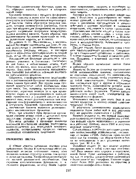 Процесс синтеза белка является очень сложным многоступенчатым процессом. Совершается он в специальных органеллах — рибосомах. В клетке содержится большое количество рибосом. Например, у кишечной палочки их около 20 000.