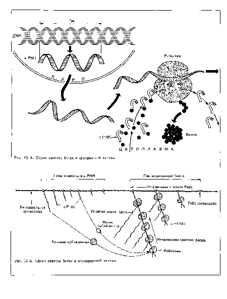 Б. Схема синтеза белка в прокариотной клетке.