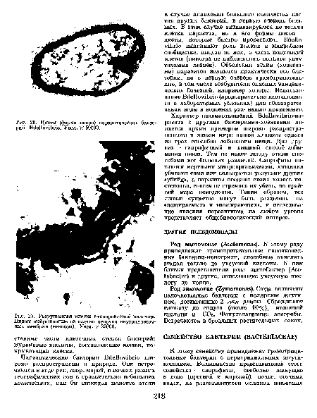 Разрушенная клетка неспороносной палочки. Видны выброшенные из клетки цепочки внутриклеточных мембран (мезосом). Увел. X 25000.