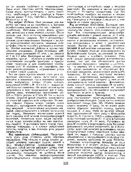 Род целлвибрио (Cellvibrio). Бактерии, принадлежащие к этому и другим близким родам, чрезвычайно широко распространены в природе. Это грамотрицательные неспорообразующие вибрионы с длиной клетки до 2 мкм. Типичные гетеротрофы, расщепляющие целлюлозу в растительных остатках, систематически поступающую в почву с растительным опадом. Многие из них способны разлагать парафин и циклические соединения. В лабораторных условиях успешно культивируются на фильтровальной бумаге, наложенной на питательную среду в аэробных условиях. Роль этой группы микроорганизмов исключительно велика, так как они обеспечивают распад важнейшего природного вещества — целлюлозы — и перевод его в соединения, доступные для других организмов, не обладающих ферментным аппаратом, позволяющим расцеплять целлюлозу. Более того, целлюлоза является главным энергетическим материалом, поступающим в природные субстраты за счет основного процесса на нашей планете — фотосинтеза. Затем следует цепочка превращений органических веществ, заканчивающаяся их полной минерализацией. Это обеспечивает нормальный круговорот веществ в природе.