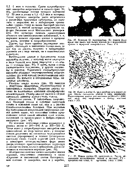 Другие, еще более крупные двуспоровые анаэробы, обитающие в кишечнике головастиков, до сих пор не удалось получить в лабораторных условиях ни в виде чистых, ни в накопительных культурах.