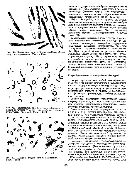 Созревание спор у С1. врогорешШт. Форма спор цилиндрическая. Увел. X 3200.