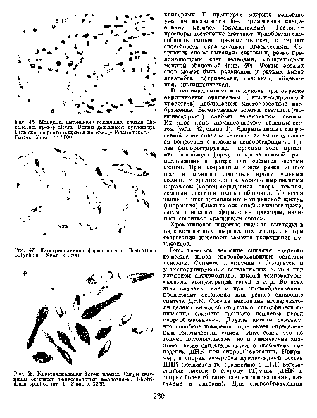 Молодые, интенсивно делящиеся клетки Clostridium sporopenitum. Видны делящиеся нуклеоиды. Окраска ядерного вещества по методу Романовского —• Гимза. Увел. X 3500.