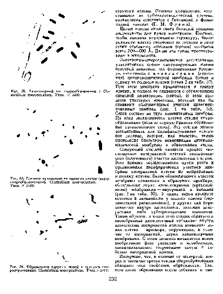 Слияние нуклеоидов на полюсах клеток (перед спорообразованием). Clostridium sporopenitum.