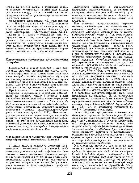 Таким образом, при дыхании конечным акцептором водорода является кислород. У анаэробов в качестве акцепторов водорода выступают либо органические субстраты (брожение), либо неорганические вещества, такие, как нитраты или сульфаты («анаэробное дыхание»). Из схемы видно, что наиболее просто и примитивно транспорт электронов осуществляется у большинства анаэробов из-за отсутствия у них ферментов цепи переноса электронов, способных передавать электроны по цепочке вплоть до молекулярного кислорода.