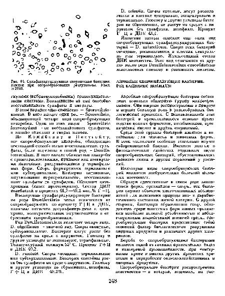 Сульфатредуцирующая спороносная бактерия. Клетки при спорообразовании раздуваются. Увел. X 2700.