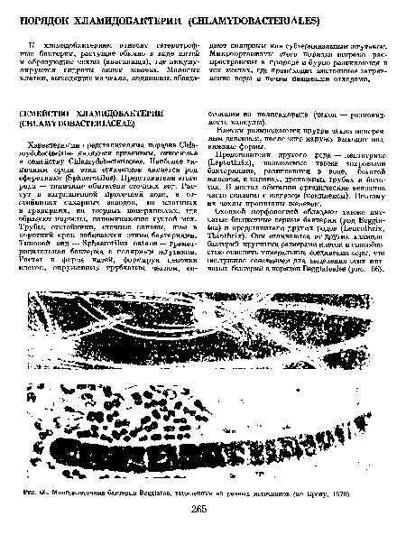 Многоклеточные бактерии Ве££1а1оа, выделенные из разных источников (по Броку, 1970).