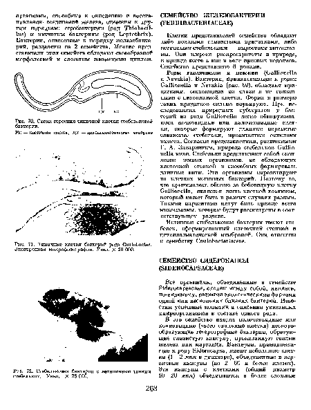 Схема строения типичной клетки стебельковой бактерии.