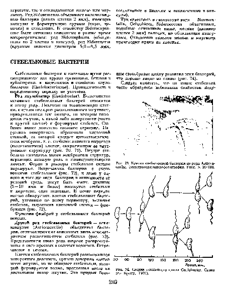 Род каулобактер (Саи1оЬас1ег). Большинство истинных стебельковых бактерий относятся к зтому роду. Похожие на псевдомонады клетки, с одним полярно расположенным жгутиком, прикрепляются тем концом, на котором находится жгутик, к какой-либо поверхности (часто к другой клетке) и формируют стебелек. Стебелек имеет довольно сложное строение. Наружная поверхность образована клеточной стенкой, за которой следует цитоплазматическая мембрана, т. е. стебелек является выростом (выпячиванием) клетки, сохраняющим ее внутреннюю структуру (рис. 70, 71). Внутри стебелька находится много мембранных структур, играющих важную роль в жизнедеятельности клетки. Форма и размеры стебельков сильно варьируют. Встречаются бактерии с очень тонкими стебельками (рис. 72), и даже у одного и того же вида бактерии в зависимости от условий среды могут быть очень длинные (5—10 мкм и более) изогнутые стебельки и короткие, едва заметные. В почве нередко можно обнаружить клетки стебельковых бактерий, усеянные по всему периметру, включая стебелек, выростами клеточной стенки — фим-бриями (рис. 72).