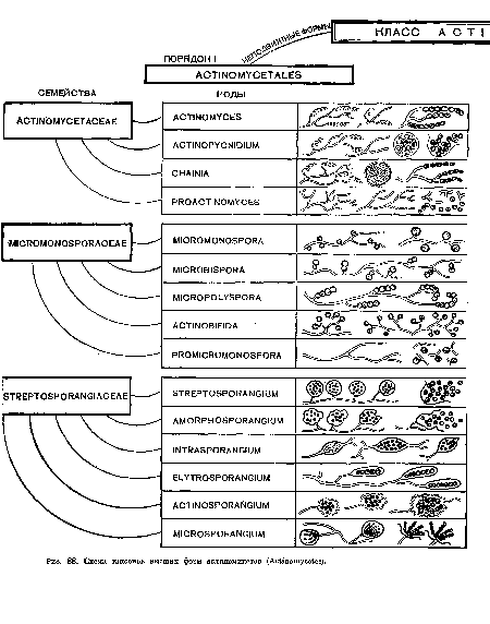 Схема таксонов высших форм актиномицетов (Ас1шотусе1ез).