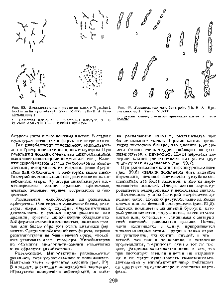 Размножение микобактерий. (По Н. А. Красильникову.) Увел. X 3000.