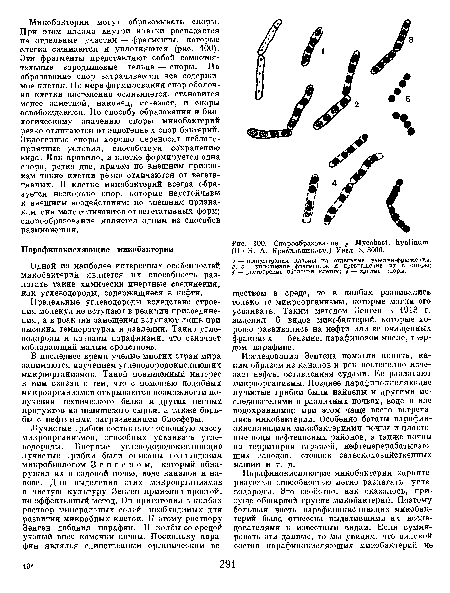 Спорообразование у МусоЬас1. ЬуаНпиш. (По Н. А. Красильникову.) Увел. X 3000