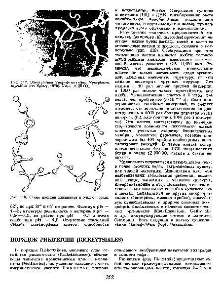 Схема деления мпкоплазм в жидкой среде.