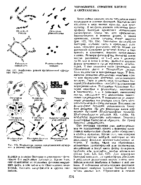 Морфология разных представителей пурпурных бактерий.