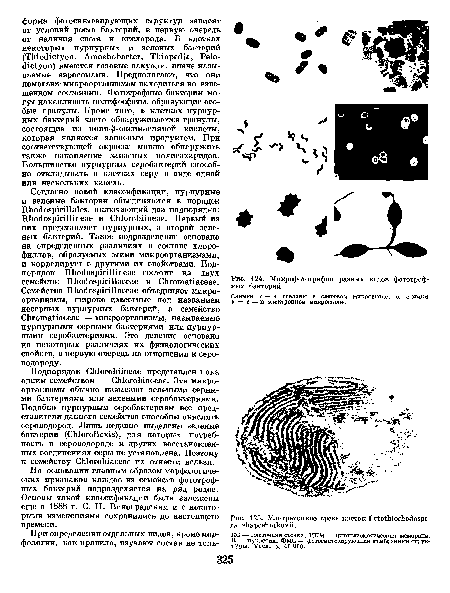 Микрофотографии разных видов фототроф-ных бактерий.