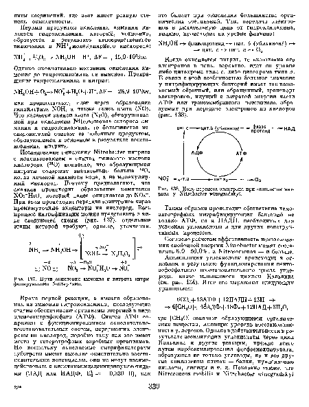 Пути окисления аммония и нитрита нитрифицирующими бактериями.