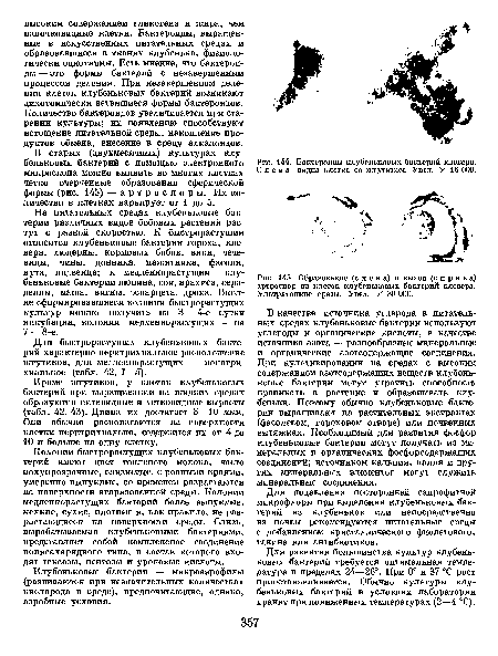 Бактероиды клубеньковых бактерий клевера. Слева видна клетка со жгутиком. Увел. X 16 ООО.