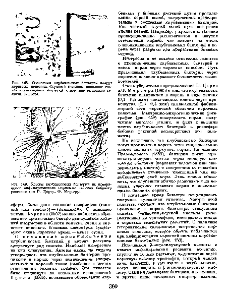 Клетки клубеньковых бактерий на поверхности инфицированного корневого волоска бобового растения (по П. Дарту, Ф. Мерсеру).