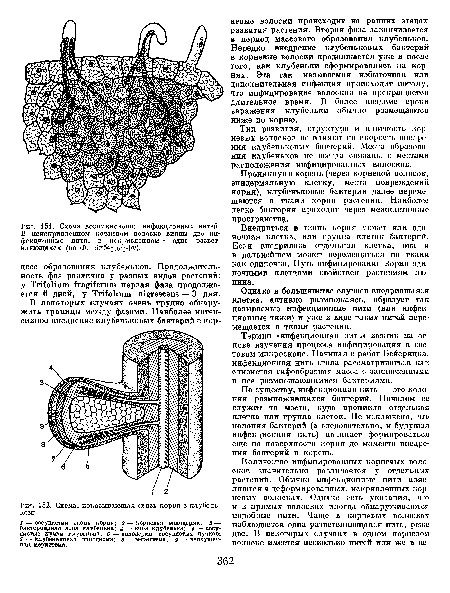 Схема, показывающая связь корня с клубеньком