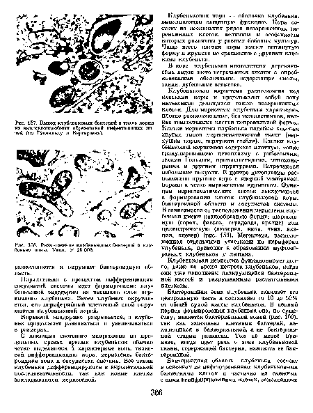 Размножение клубеньковых бактерий в клубеньке чины. Увел. X 28 ООО.