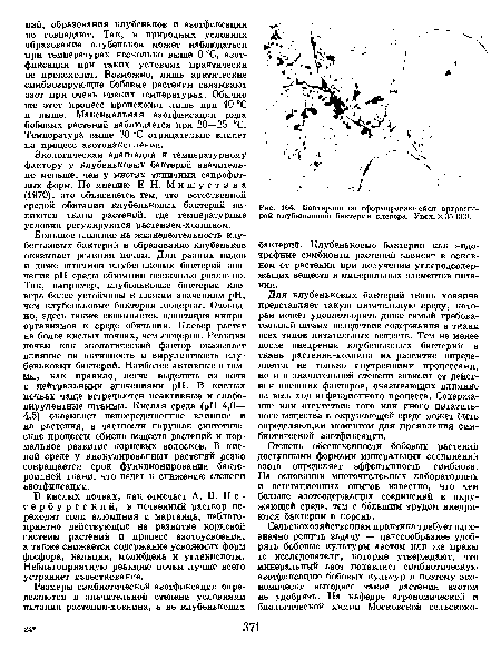 Бактероид со сформировавшейся артроспо-рой клубеньковой бактерии клевера. Увел. X 35 000.