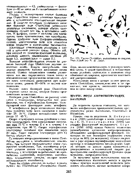 Клетки Clostridium pasteurianum со спорами. Увел. X 3500 (по В. И. Дуде).