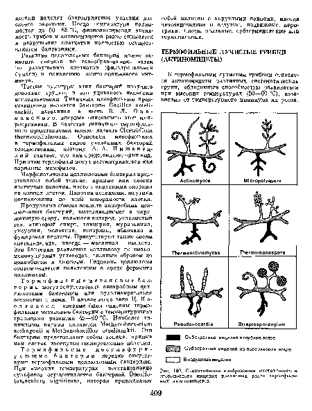 Схематическое изображение вегетативного и спороносного мицелия различных родов термофильных актиномицетов.