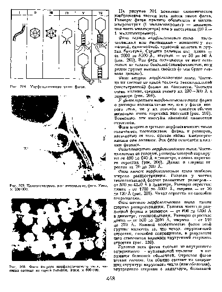 Палочковидные, или нитевидные, фагп. Увел. X 400 ООО.