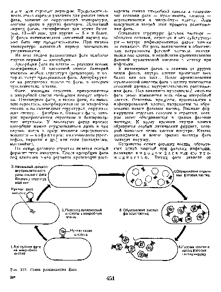 Схема размножения фага. 29 