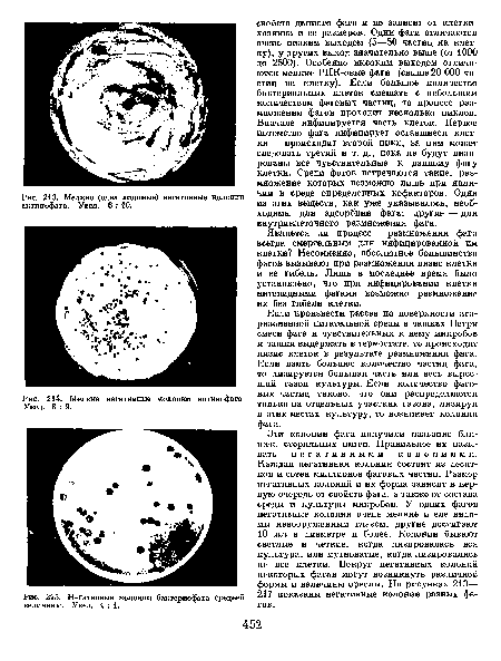 Негативные колонии бактериофага средней величины. Увел. 1 